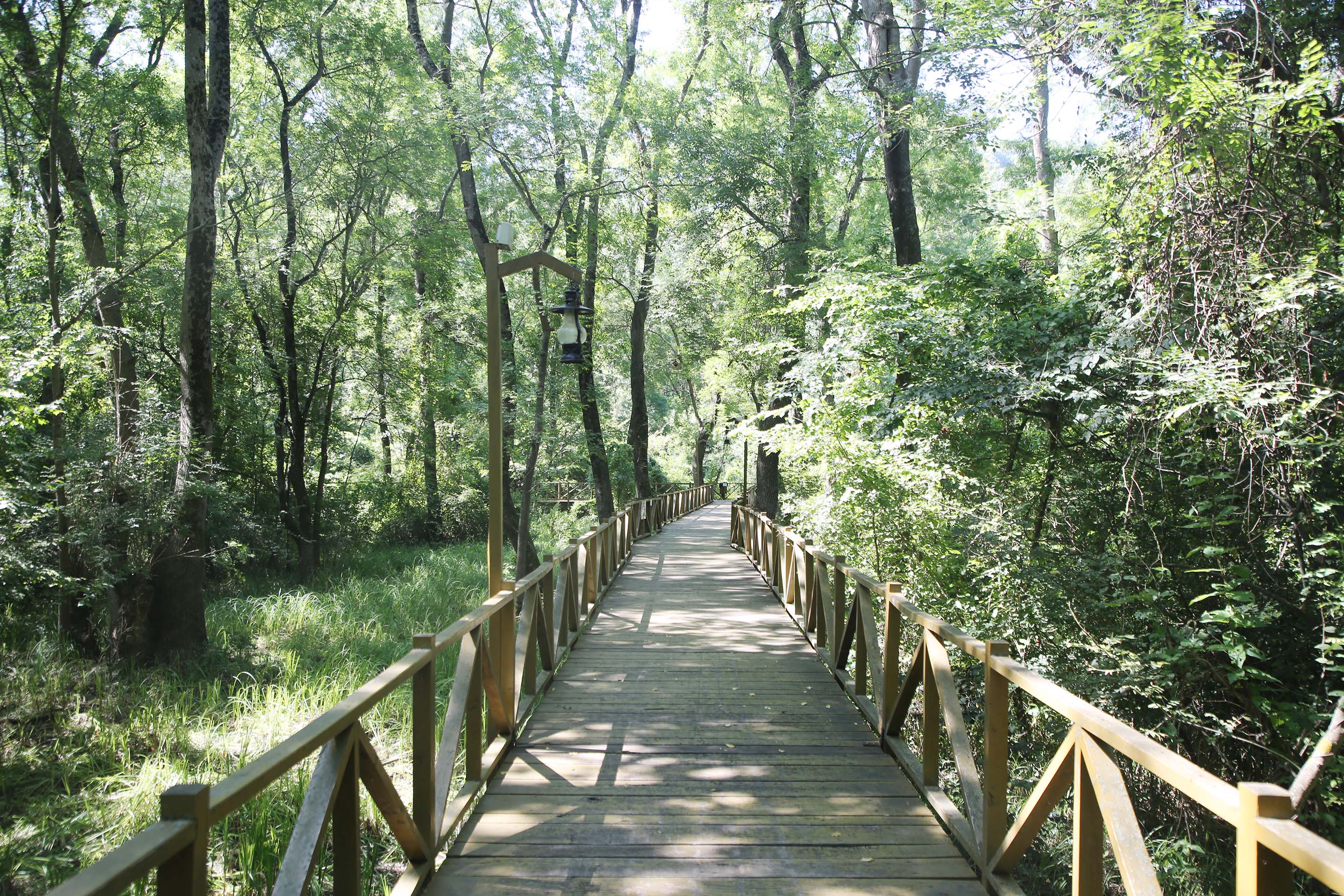 akirlar-korusu-1.jpg