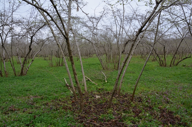 findik-2.jpg
