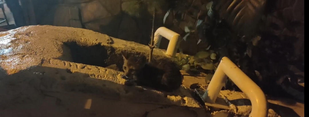 kedi-kurtarma-1.jpg
